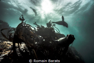 cape fur seal diving by Romain Barats 